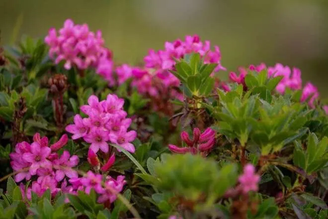 Montis アパート *